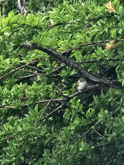 메이플(그중에그대를만나)