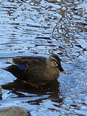랑야방(호호과)