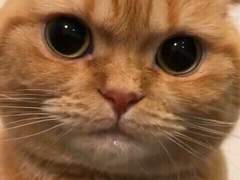 그거아시나요? 느자구없는단톡은 방대한세계관이읶습니다근데?그걸다풀어낼여력이없는작가를만나버림