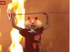 햄찌 화났다! 햄찌 부순다!!!!!