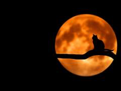 [청우건우] 형제의 방