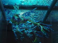 생물 대 도감 나뭇잎 해룡 블루