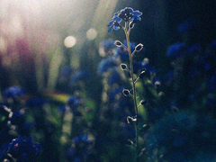 푸른 독초 BLUE VENOM 01