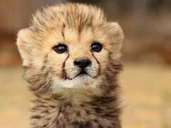 [단편]아기치타