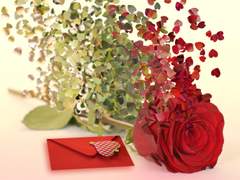 새하얀 편지지와 새빨간 사랑