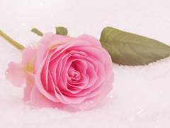 흔들리지 않고 피는 꽃이 어디 있으랴