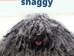shaggy