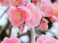 [당보청명] 아이 앞에서는 언제나 말조심