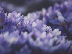 이노하라 히사메