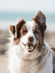 사냥개는 가끔 주인을 문다