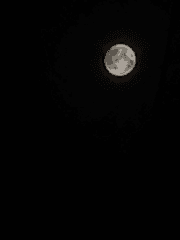 나의 정신병에게