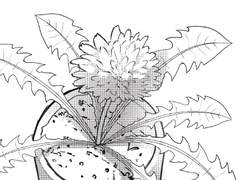 [우젠] 민들레의 민들레