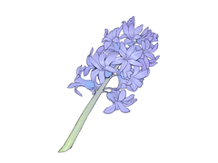 Hyacinth