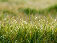 夢:작은 쿠사나리 화신