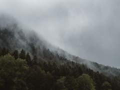 체념할 거라면 기억하지 않을 것