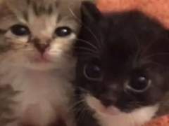 呪術古典ウニの学生は必読！