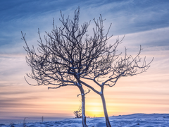 [특수강화계/성인] 편가윤
