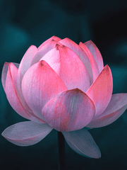 G오리지널 스토리 알파