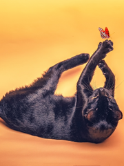 주인님, 길들여질 시간입니다.