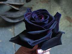 아일라 그레이스