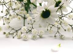 연소하/불명/女