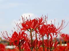 [은성수현] 상사화(相思花) 中間