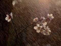 매화 가득 피는 계절