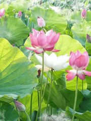 사반연재 - 류당하화柳塘荷花