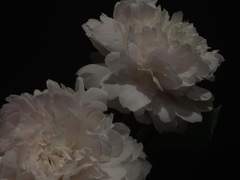 La mort [☀️🌊]