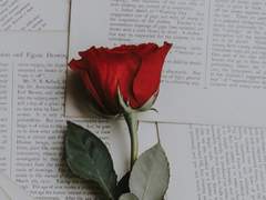 가벼운 사랑이란,