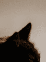 고양이를 부탁해