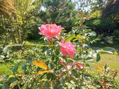 새로운 악당자캐