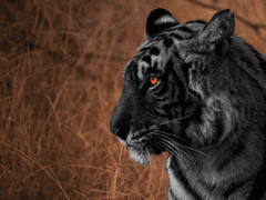 지상낙원 호랑이굴 上