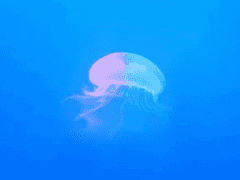 친애하는 오로라께