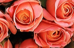 고난에도 굴하지 않고