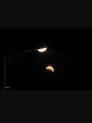 흔들리는 꽃들 속에서