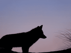 [이랑지아] - 조각글