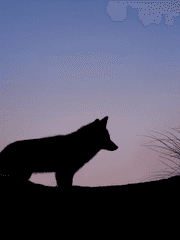 구미호뎐 - 단편소설집