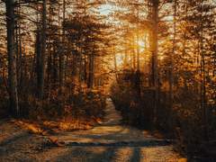 루시아 B. 이브 예술과 XX