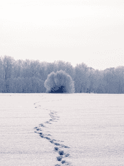 Winter : There were only four steps left