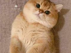 [정재현] 천방지축 어리둥절 뚱냥이의 하루