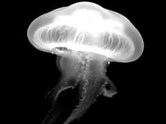 물고기는 익사하지 않는다. [上]