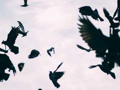 [설영자하] 삼천세계의 까마귀를 죽이고