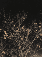 당신이 잊은 11월의 일기