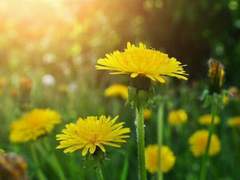 엘레노어 오스카 / 후플푸프 / 1학년