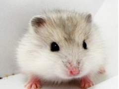 [뷔진] 햄스터 길들이기 02