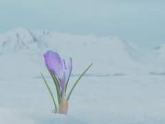 월하연가(月下戀歌)