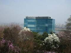 벚꽃이 활짝 피다