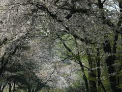 봄, 꽃 향기에 취하다