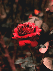 짧은 연성 타입